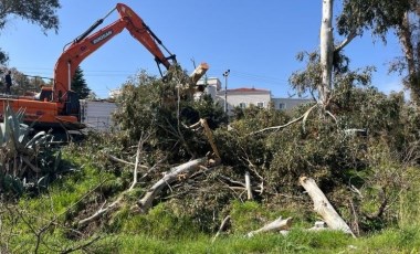 TİP’ten Foça’daki ağaç kıyımına suç duyurusu