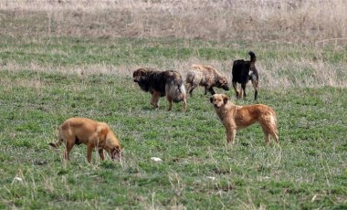 Köpek besleme kavgası cinayetle sonlandı