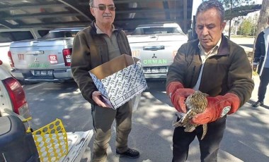 Yaralı şekilde bulunan kulaklı orman baykuşu tedavi altına alındı