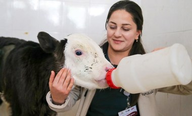 Hasta olduğu için terk edilen buzağı 'Fındık'ı özverileriyle hayata bağladılar