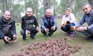 Türkiye'nin fıstık ambarında bereketli hasat: Verimi 3'e katladı...