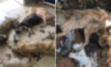 2. Konya vakası: İzmir’de onlarca köpek katledildi!