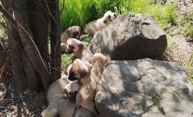 Yürekleri sızlatan görüntüler: Yavru köpekleri barınak önüne ağızları bağlı çuvallarla bıraktılar