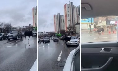 Hayvanat bahçesinden kaçtı, trafiği birbirine kattı!