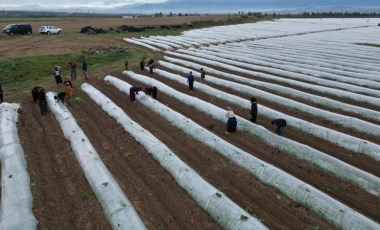 Erzin'de 15 dönümlük alanda ekiliyor: İlk hasat mayıs sonunda