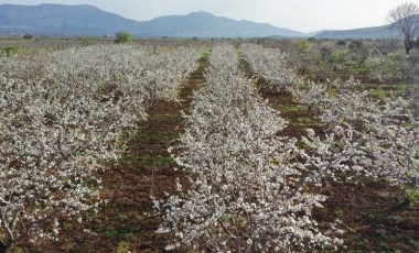 Manisa'da hasat 3 hafta sonra başlıyor: Aroması ile rakip tanımıyor