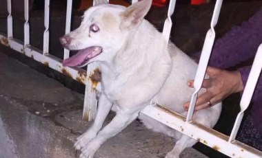 Korkuluk demirine sıkışan köpek kurtarıldı