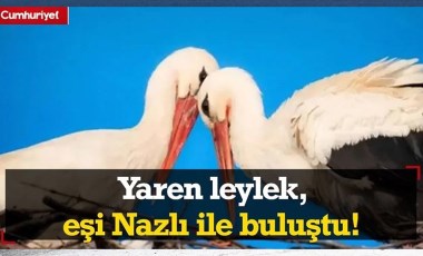 Bu yıl 13'üncü kez gelen Yaren leylek, eşi Nazlı ile de buluştu!