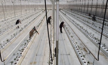 Erzincan'da hasat için geri sayım başladı: 40 dönüm alandan 1000 ton ürün alacak!