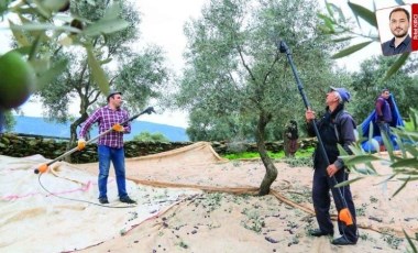 Coğrafi tescili olan Milas zeytinyağı tehdit altında