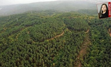 Bakanlık onay verirse Muğla, Aydın ve Edirne’de bınlerce ağaç kesilecek