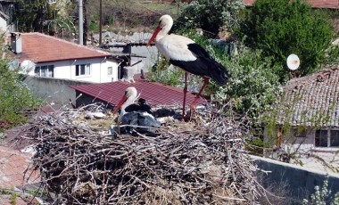 Her baharda gelen leylekler 'İsmayıl' ve 'Fatme' lisenin maskotu oldu