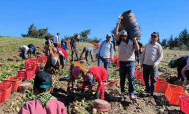 Datça'da turfanda hasat başladı: Dönümde 5 ton ürün