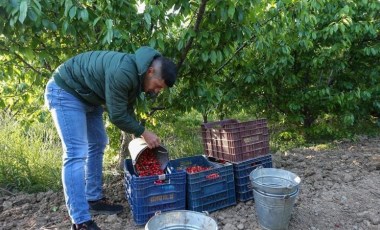 Kuzey yarımkürede ilk kez hasat edildi: Açık artırmayla 2 bin TL’den alıcı buldu