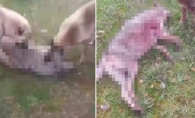 Erzincan’da vahşet… Kurdu köpeklerine boğdurdu: Gözaltına alındı