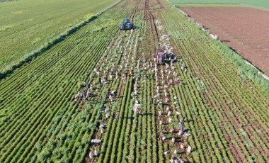 Amik Ovası’nda hasat sona eriyor: Tonu 1300 TL'den toplanıyor....