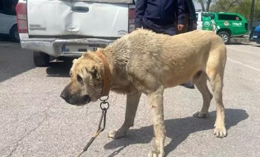 Köpek dövüştüren 14 kişiye 93 bin 808 lira ceza