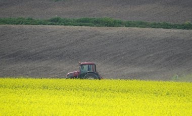 Kırklareli Ovası'nda tarlalar sarıya büründü: Alternatif olarak ekildi...