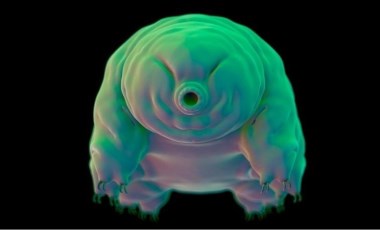 Tardigratlar, radyasyonun hasar verdiği DNA’ları nasıl onarıyor?