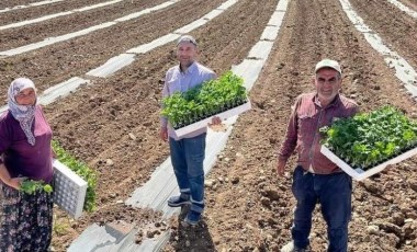 Sakarya Vadisi'nde ekim başladı, temmuz ayında hasat edilecek! 50 bin dönüm arazide üretiliyor...