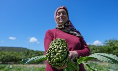 Enginarın üretim üssünde hasat başladı: 11 ton üretim bekleniyor