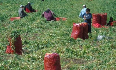 10 bin dönümde bezelye hasadı başladı