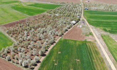 Vişne bahçesi çiçek tarlasına dönüştü: Ağustos ayında hasat edilecekler