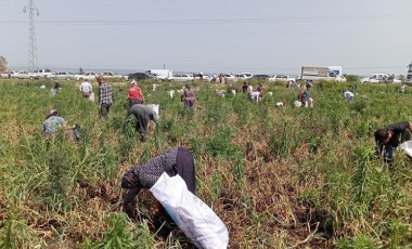 Sefalet yüzyılı: Tüccarlar almadı, çiftçi ücretsiz dağıttı! Üç bin kişi tarlaya akın etti...