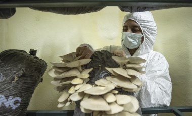 11 kadın tarafından yetiştiriliyor: 45 günün sonunda hasat ediliyor...