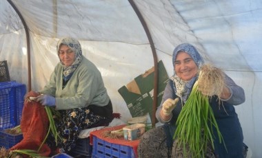 Bilecik'te 7 bin 500 ton üretildi: Çamurdan arındırılarak sofralara geliyor