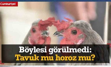 Böylesi görülmedi: Tavuk mu horoz mu?