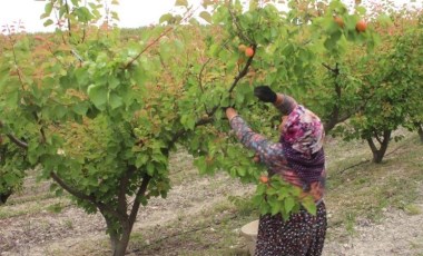 Mersin’de hasat başladı: 150 bin ton rekolte bekleniyor! 120 liradan satılıyor...