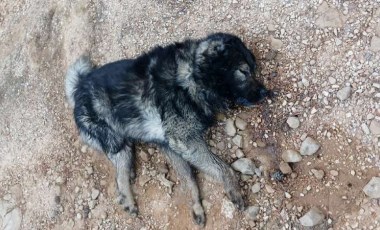 Bahçesinde baktığı köpekleri zehirlediler