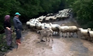 Amasya'da sağanak: Yollar kapandı, hayvanlar mahsur kaldı