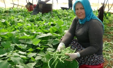 Turfanda çifte kazanç: İlk hasat fasulyede