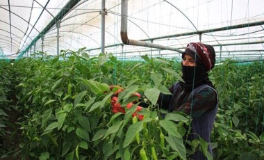 Mersin'de zorlu hasat başladı