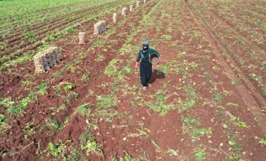 Adana’da ilk hasat başladı:  300 bin ton rekolte bekleniyor