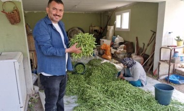 Hatay'da hasat başladı: Tarlada kilosu 100 TL