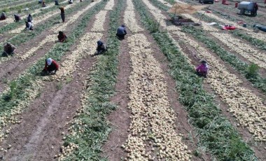 Adana’da turfanda hasat başladı: Tarlada kilosu 20 TL