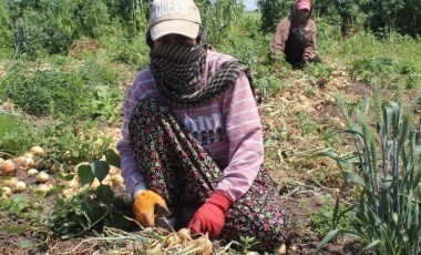 Amik Ovası'nda hasat başladı: Günlük 900 TL için 350 km yol  aldılar