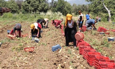 Datça'da hasat sona eriyor: 2 bin dekarda üretildi, 17 TL'ye satılıyor