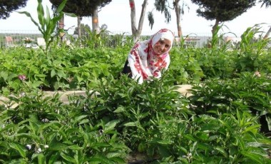 Okul bahçesinde hasat başladı: Öğrenciler ürünleri tek tek topladı...