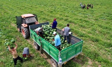 Adana’da hasat başladı: 700 bin ton rekolte bekleniyor