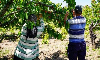 İstanbul'u terk edip Tokat'a yerleşti: 7 dönümlük araziden 30 ton ürün alacak....