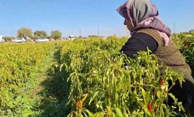 Dünya Çiftçiler Günü nedir? Dünya Çiftçiler Günü ne zamandan beri kutlanıyor?