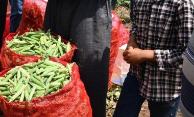 İslahiye'de 10 bin dönüm arazide hasat sürüyor