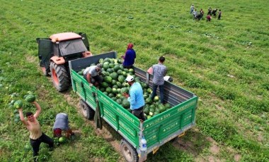 Adana'da hasat timleri görevde: Ham ürünleri tespit ediyorlar