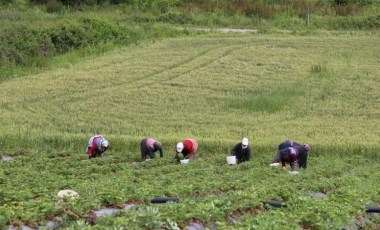 Bafra Ovası'nda hasat başladı: Kilosu 100 TL olması gerekirken 60 TL'ye satılıyor...