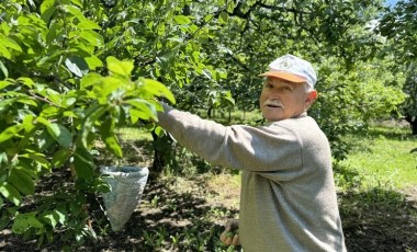 Kartepe'de hasat öne çekildi! Kilosu 80 liraya satılacak...