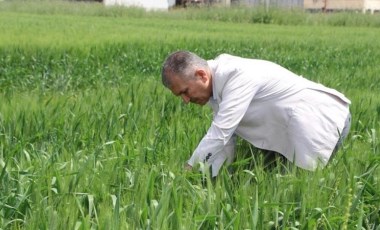 Mardin Ovası'nda hasat için geri sayım başladı: Çiftçi yüksek verim bekliyor